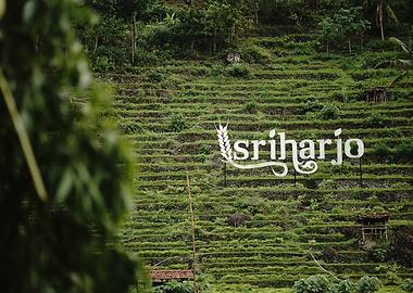 Sriharjo Rice Terraces