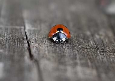 Ladybug on Wood