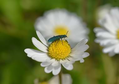 Blue Beetle on Daisy