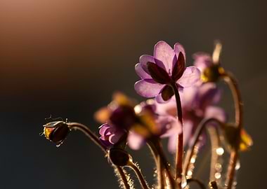 Purple Flowers in Sunlight