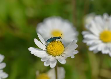 Blue Beetle on Daisy