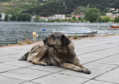 Dog by the Lake