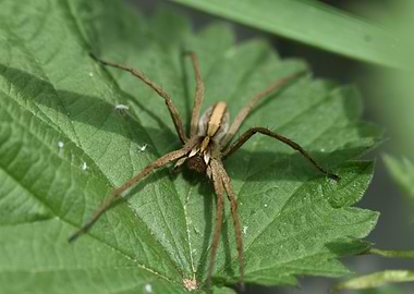 Spider on Leaf