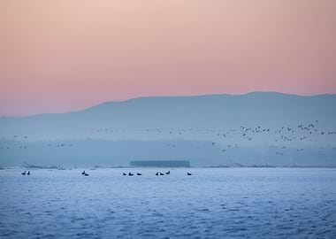 Birds Flying Over Water at Sunset
