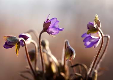Purple Flowers in Bloom