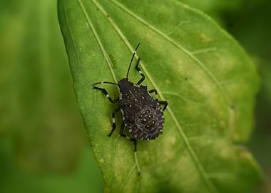 Black and White Stink Bug