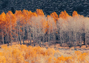 Autumn Forest Landscape