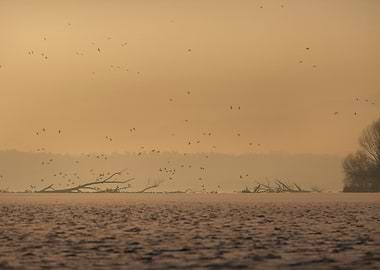 Birds Flying Over a Lake
