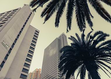 Palm Trees and Skyscrapers