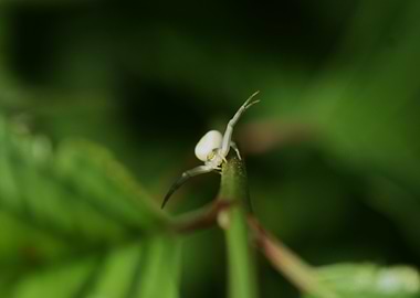 White Crab Spider on Green Stem