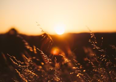 Golden Sunset Grass