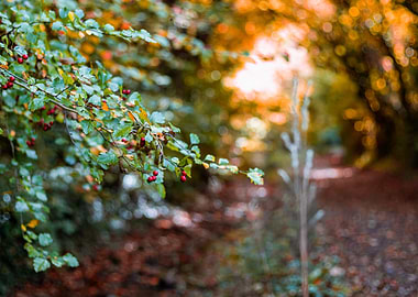 Autumn Berries in Forest