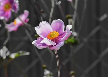 Pink Flower with Yellow Center