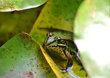 Green Frog on Lily Pad