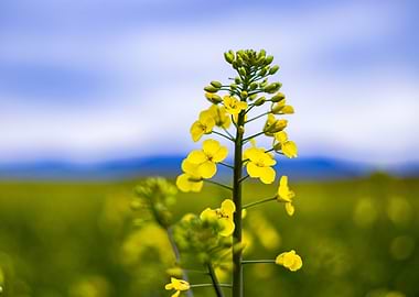 Yellow Flowers in Field