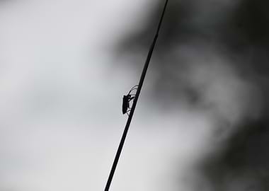 Insect Silhouette on a Blade of Grass