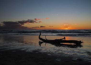 Sunset Beach Driftwood