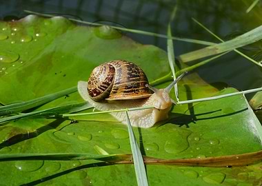 Snail on Lily Pad