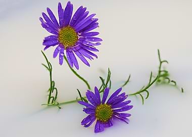 Purple Flowers in Milk