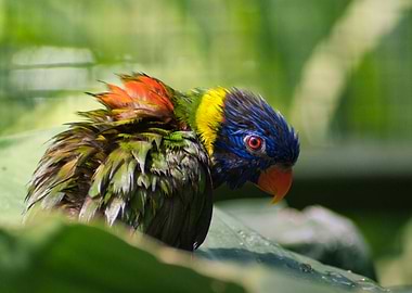 Rainbow Lorikeet Preening