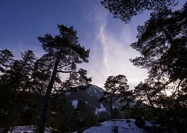 Silhouetted Pines in Winter
