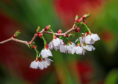 Delicate Cherry Blossoms