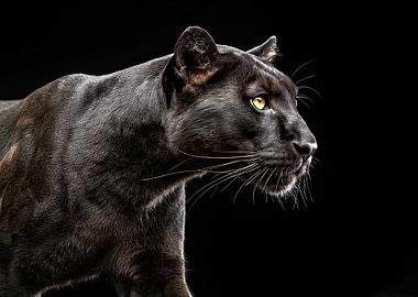 Black Panther Portrait