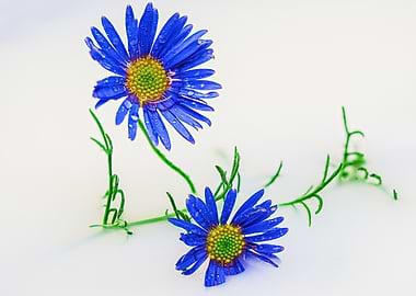 Blue Flowers with Dew Drops