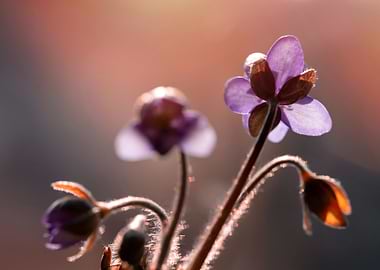 Purple Flowers in Sunlight