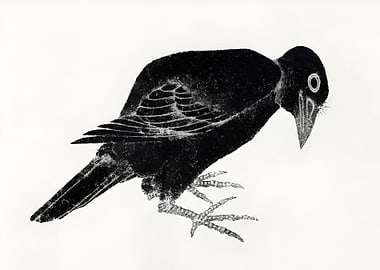 Blackbird Illustration
