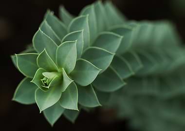 Green Succulent Plant