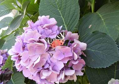 Butterfly on Hydrangea