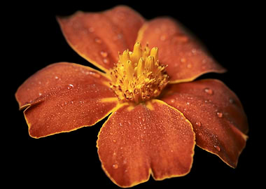 Orange Marigold Flower