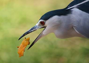 Black-crowned Night Heron Eating