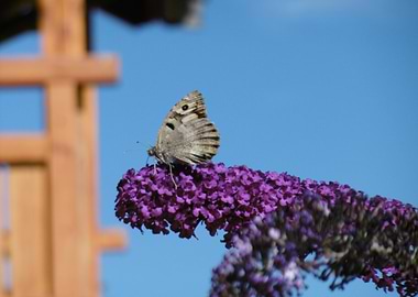 Butterfly and the blue sky