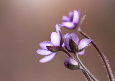 Purple Flowers Close-Up
