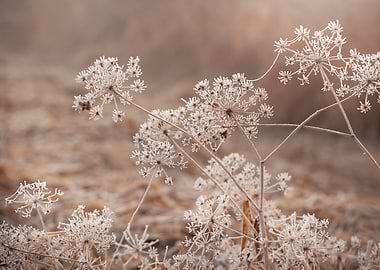 Frosted Wildflowers