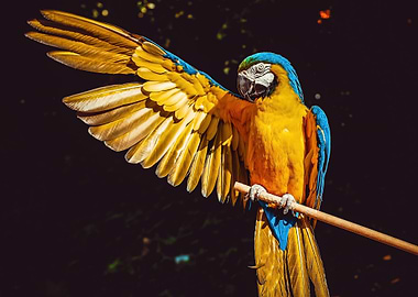 Blue and Gold Macaw