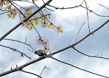 Blackbird in blossoms