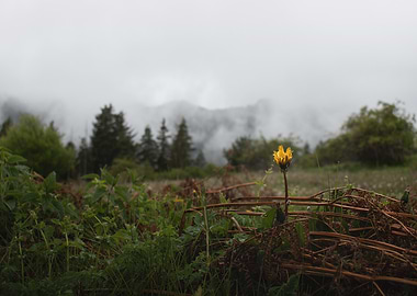 Solitary bloom in the mist