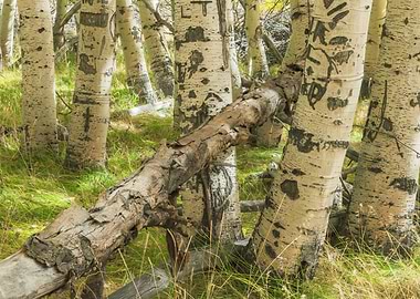 Carved Aspen Trees