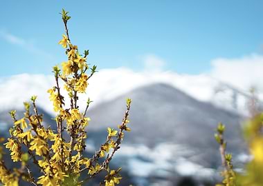 Yellow Flowers Against Snowy Mountains