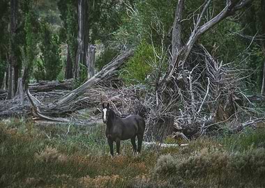 Black Horse in Forest