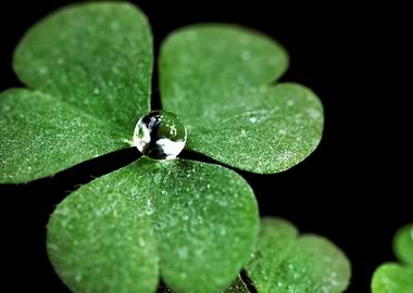 Water Drop on Clover Leaf