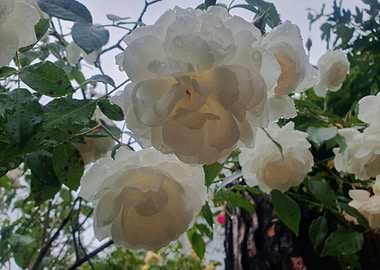 White Roses After Rain