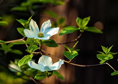 Pacific Dogwood Blossoms