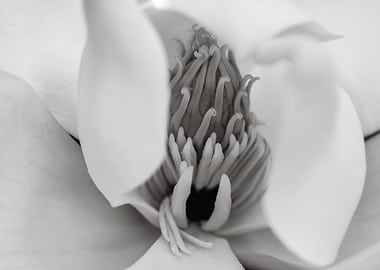 Magnolia Flower Close-Up