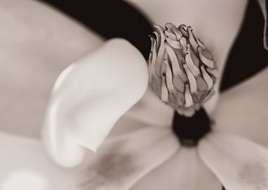 Magnolia Flower Close-Up