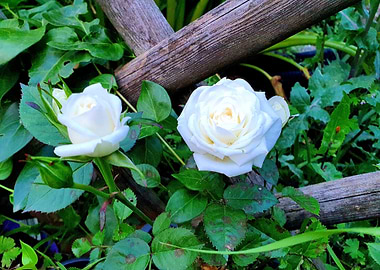 White Roses in Bloom