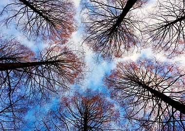 Bare Trees Against Sky